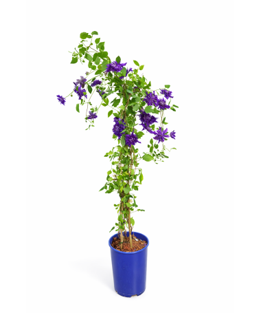 Clematis ‘Kokonoe’® C4