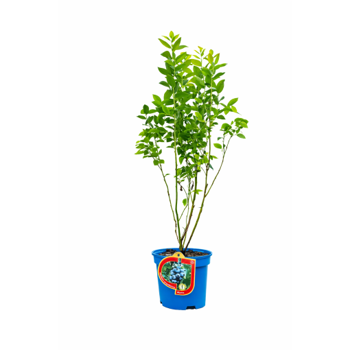 Amerikanische Heidelbeere ‘Bluetta’ 2,5L