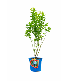 Amerikanische Heidelbeere ‘Bluetta’ 2,5L
