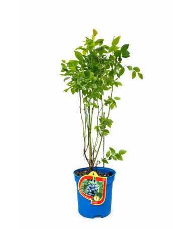 Amerikanische Heidelbeere ‘Bluetta’ 2,5L