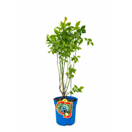 Amerikanische Heidelbeere ‘Bluetta’ 2,5L