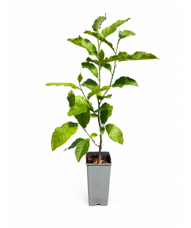 Magnolie ‘Ricki C2