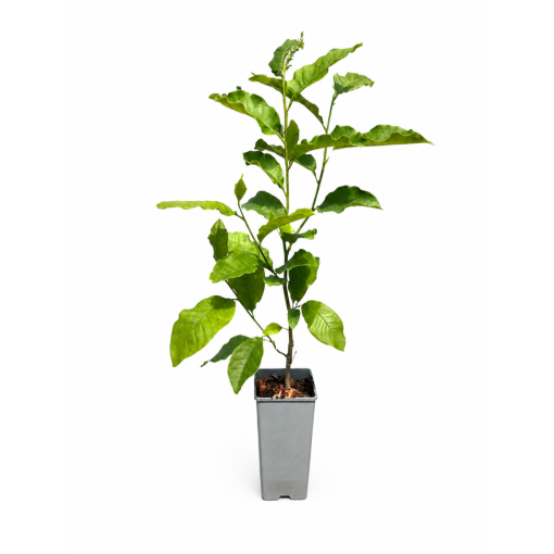 Magnolie ‘Ricki C2