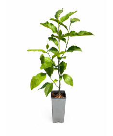 Magnolie ‘Ricki C2
