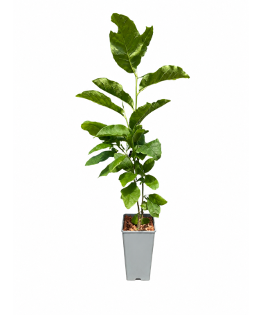 Magnolie ‘Ricki C2