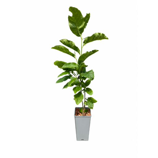 Magnolie ‘Ricki C2