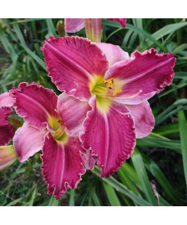 Taglilie 'Happy Surprise' Topf, 2L