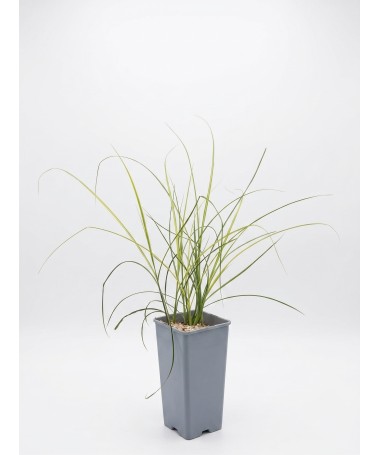 Chinaschilf ‘Kleine Silberspinne’ C2
