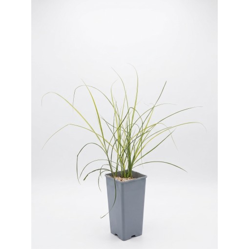 Chinaschilf ‘Kleine Silberspinne’ C2