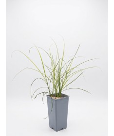 Chinaschilf ‘Kleine Silberspinne’ C2