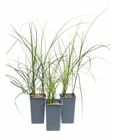 Chinaschilf ‘Kleine Silberspinne’ C2