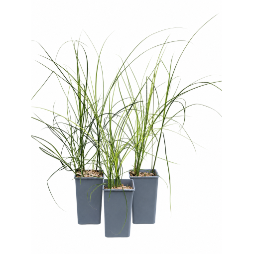 Chinaschilf ‘Kleine Silberspinne’ C2