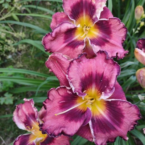 Taglilie 'Happy Surprise' Topf, 2L