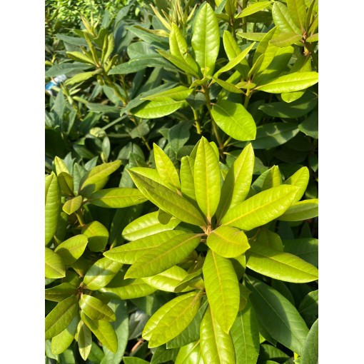 Rhododendron (Azalee) Lee’s Dark Purple C2