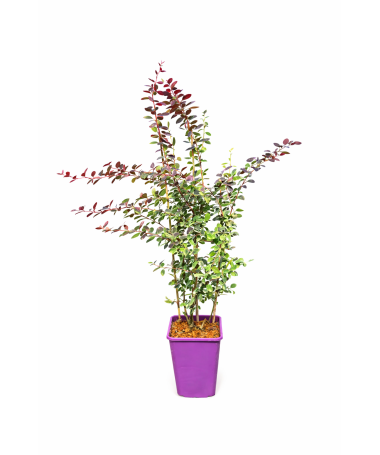 Thunberg-Berberitze Atropurpurea Nana C6