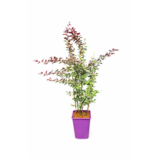 Thunberg-Berberitze Atropurpurea Nana C6