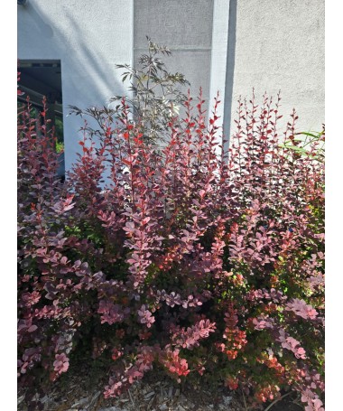 Thunberg-Berberitze Atropurpurea Nana C6