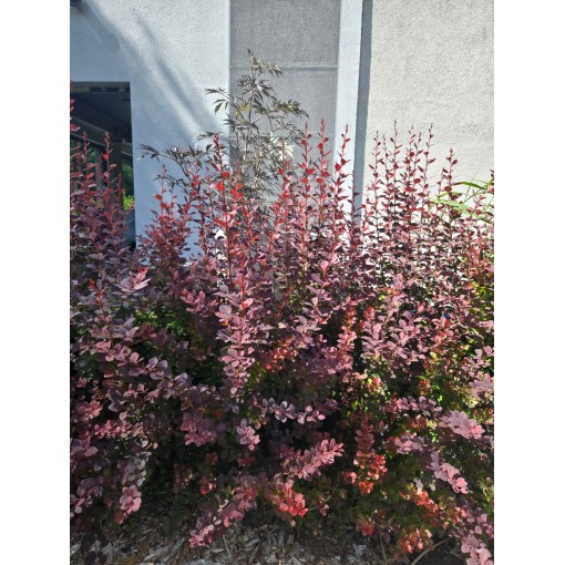 Thunberg-Berberitze Atropurpurea Nana C6
