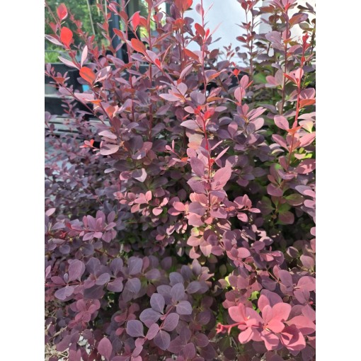 Thunberg-Berberitze Atropurpurea Nana C6