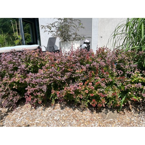 Thunberg-Berberitze Atropurpurea Nana C6