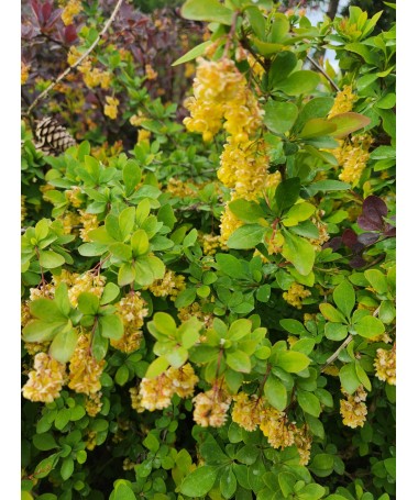 Thunberg-Berberitze Indian Summer C6