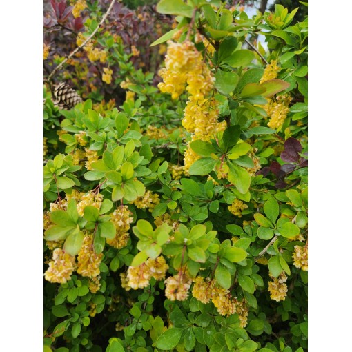 Thunberg-Berberitze Indian Summer C6
