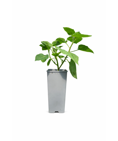 Physalis (Lampionpflanze / Andenbeere) C2