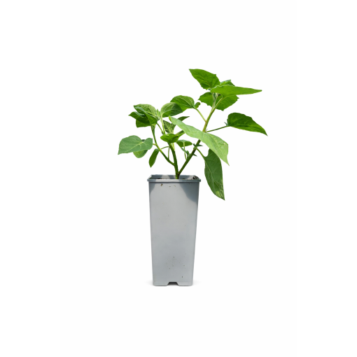 Physalis (Lampionpflanze / Andenbeere) C2