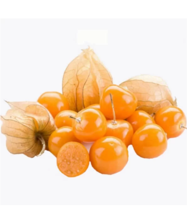 Physalis (Lampionpflanze / Andenbeere) C2