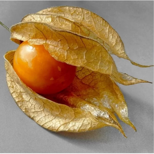 Physalis (Lampionpflanze / Andenbeere) C2