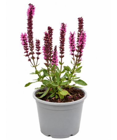 Steppen‑Salbei ‘Midnight Rose’ C1,5