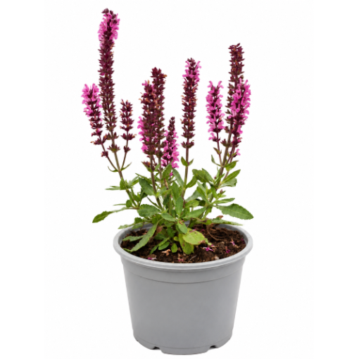 Steppen‑Salbei ‘Midnight Rose’ C1,5