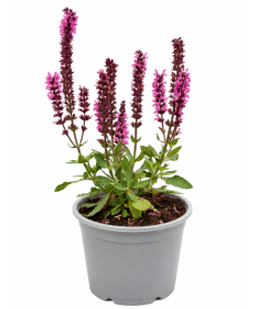 Steppen‑Salbei ‘Midnight Rose’ C1,5