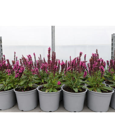 Steppen‑Salbei ‘Midnight Rose’ C1,5