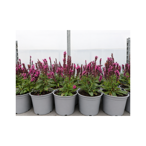Steppen‑Salbei ‘Midnight Rose’ C1,5