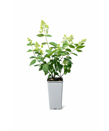 Rispenhortensie 'Kyushu' C2