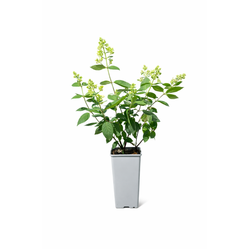 Rispenhortensie 'Kyushu' C2