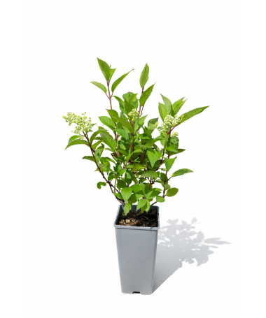 Rispenhortensie 'Early Harry' P9/C1