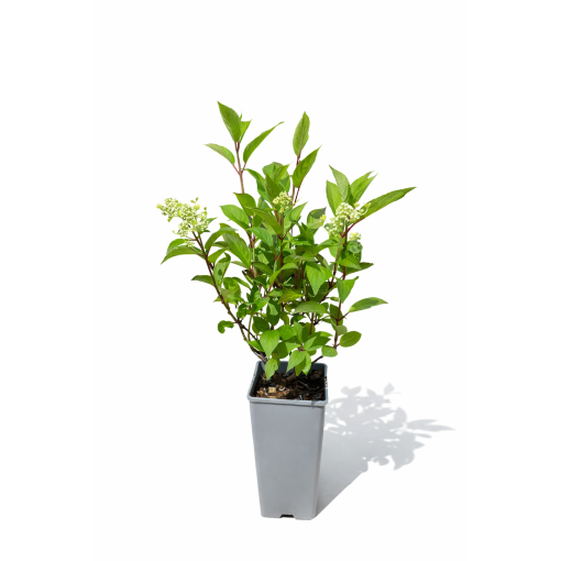 Rispenhortensie 'Early Harry' P9/C1