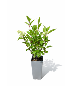 Rispenhortensie 'Early Harry' P9/C1