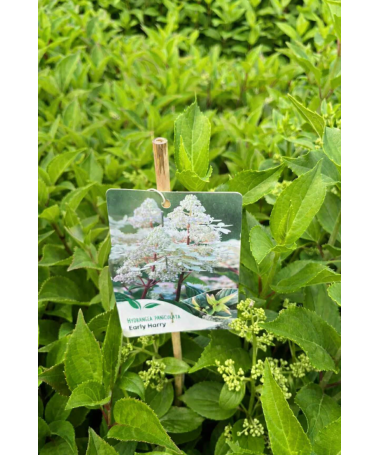 Rispenhortensie 'Early Harry' P9/C1