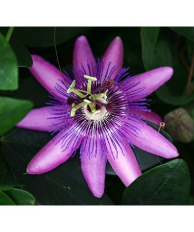 Passiflora (Passionsblume) Lavender Lady C2