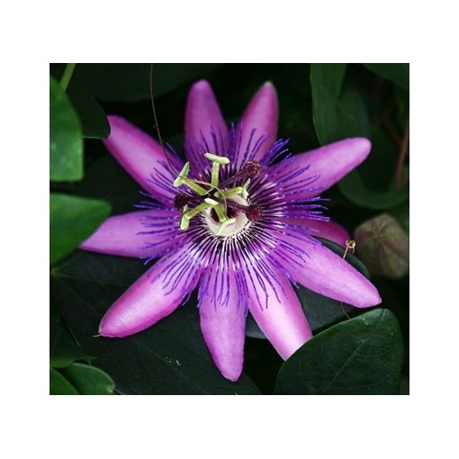 Passiflora (Passionsblume) Lavender Lady C2