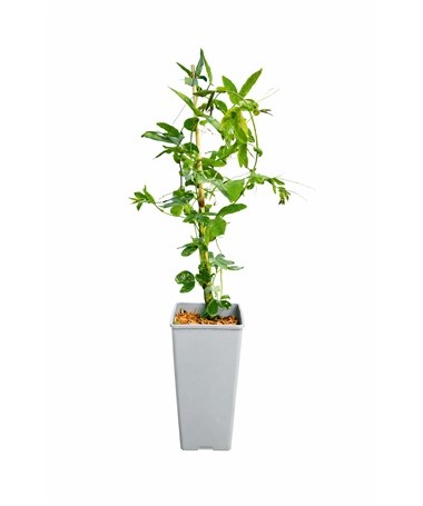 Passiflora (Passionsblume) Lavender Lady C2