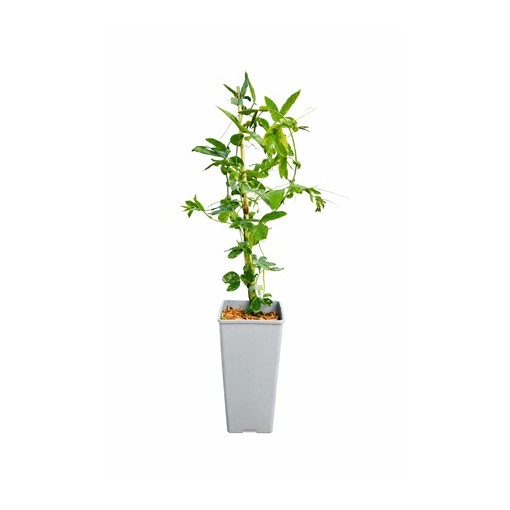 Passiflora (Passionsblume) Lavender Lady C2
