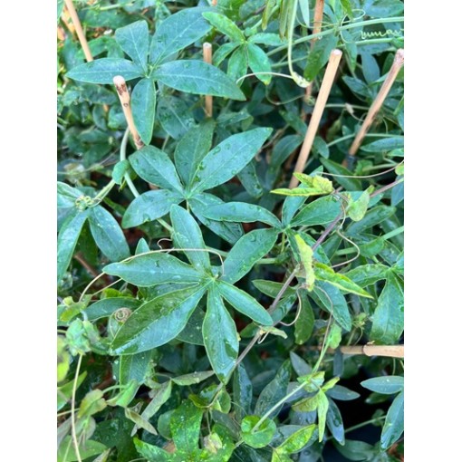 Passiflora (Passionsblume) Lavender Lady C2