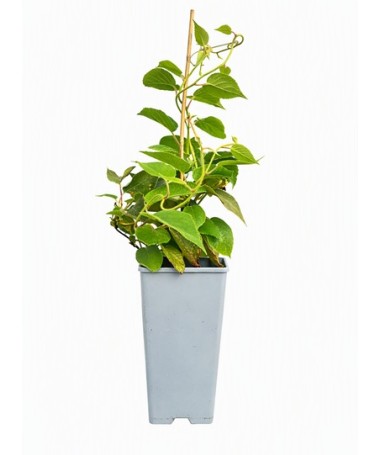 Kiwi Actinidia deliciosa Jenny SELBSTFRUCHTBAR C2