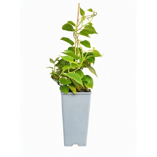 Kiwi Actinidia deliciosa Jenny SELBSTFRUCHTBAR C2