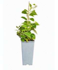 Kiwi Actinidia deliciosa Jenny SELBSTFRUCHTBAR C2