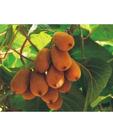 Kiwi Actinidia deliciosa Jenny SELBSTFRUCHTBAR C2